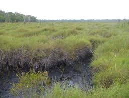 Peatlands – Carbon Stores at Risk