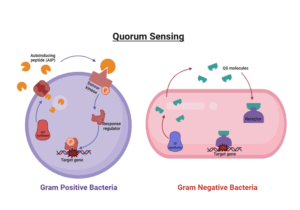 Quorum Sensing in Bacteria