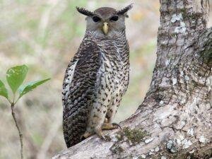 Spot-Bellied Eagle-Owl