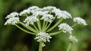 Tetrataenium Paikadae