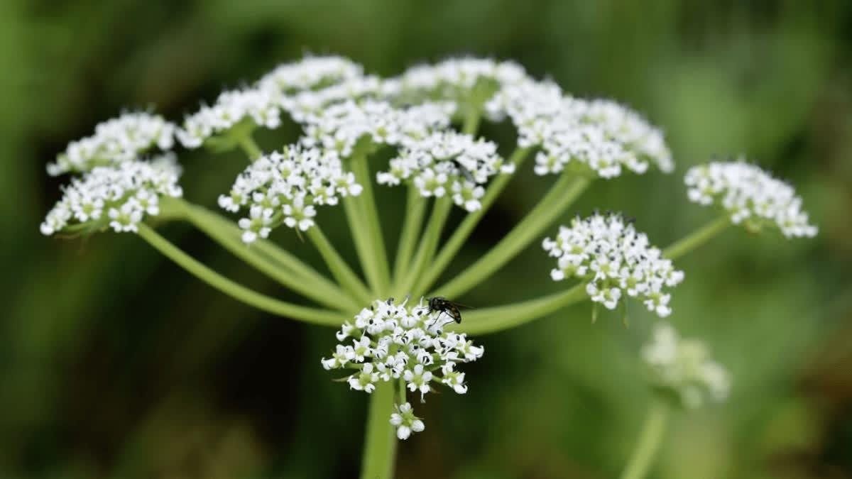 Tetrataenium Paikadae