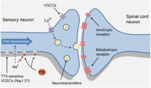 Tetrodotoxin (TTX)