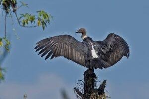 White-Rumped Vulture