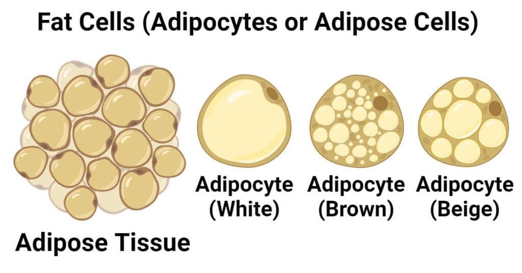 Adipose Tissue (Body Fat) – Functions and Types