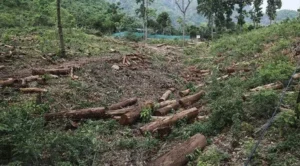 Anavaran Portal (Deforestation Alert System)