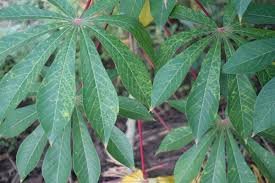 Cassava Brown Streak Disease