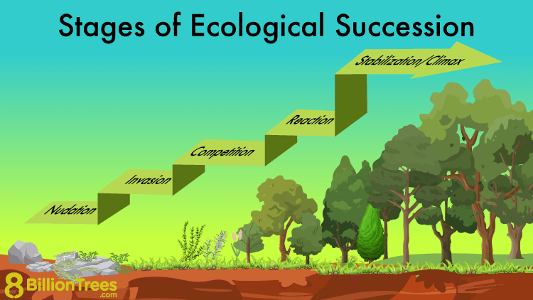 Ecological Succession: Definition, Stages, Types, and Strategic Environmental Importance