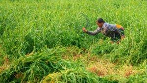 Feminization of Agriculture in India