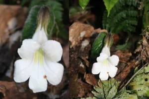 Henckelia Monophylla