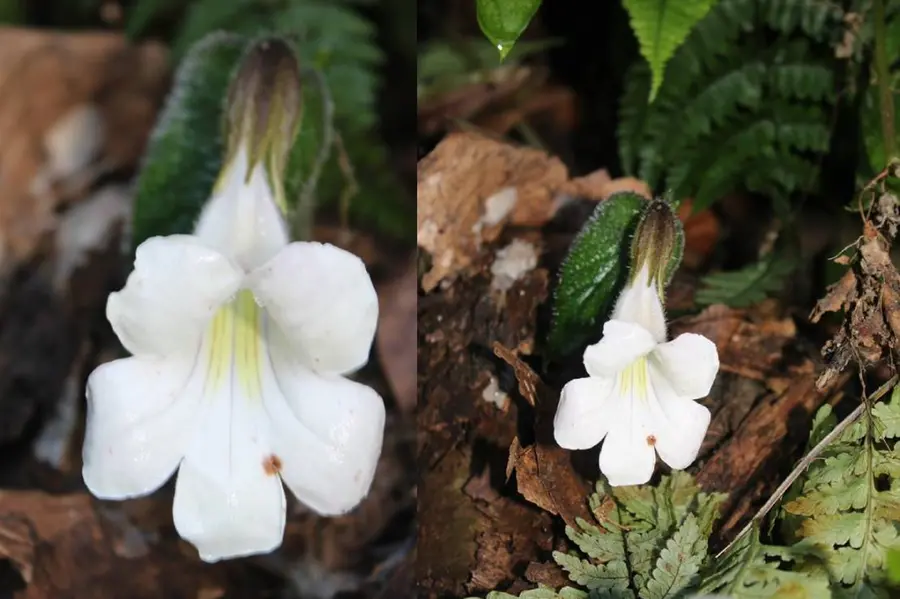 Henckelia Monophylla