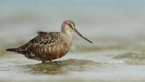 Hudsonian Godwit