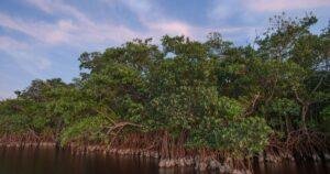 Hypercapnic Hypoxia in Mangroves