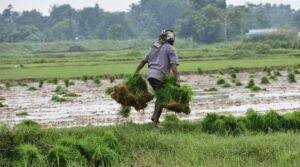 India’s Rice Production and Export Strategy