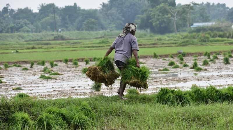 India’s Rice Production and Export Strategy