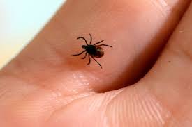 Lyme Disease