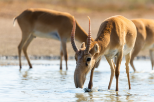 Migratory Species Decline – Global Challenge
