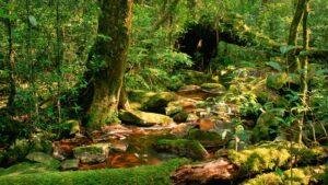 Natural Vegetation of India: Classification, Characteristics, and Strategic Significance