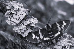 New Lichen Moth Species