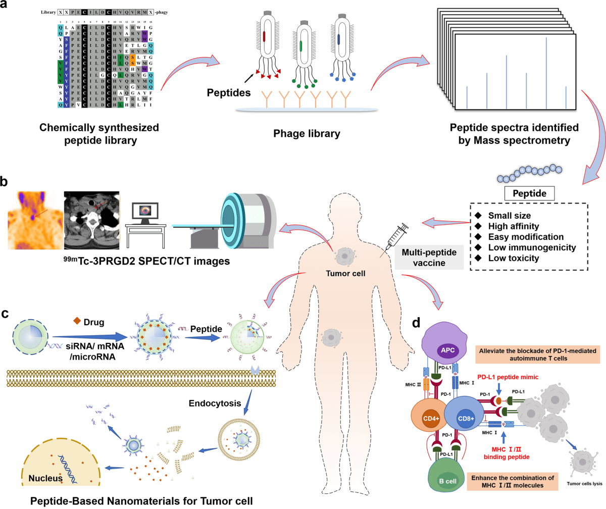 Peptides Explained: The Future of Modern Medicine