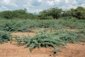 Prosopis juliflora (Invasive Species)