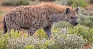 Spotted Hyena: