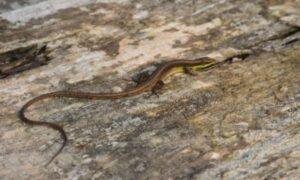 Takydromus Ultapanensis