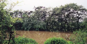 Tropical Evergreen Forests in India: Types, Characteristics, Flora, and Fauna