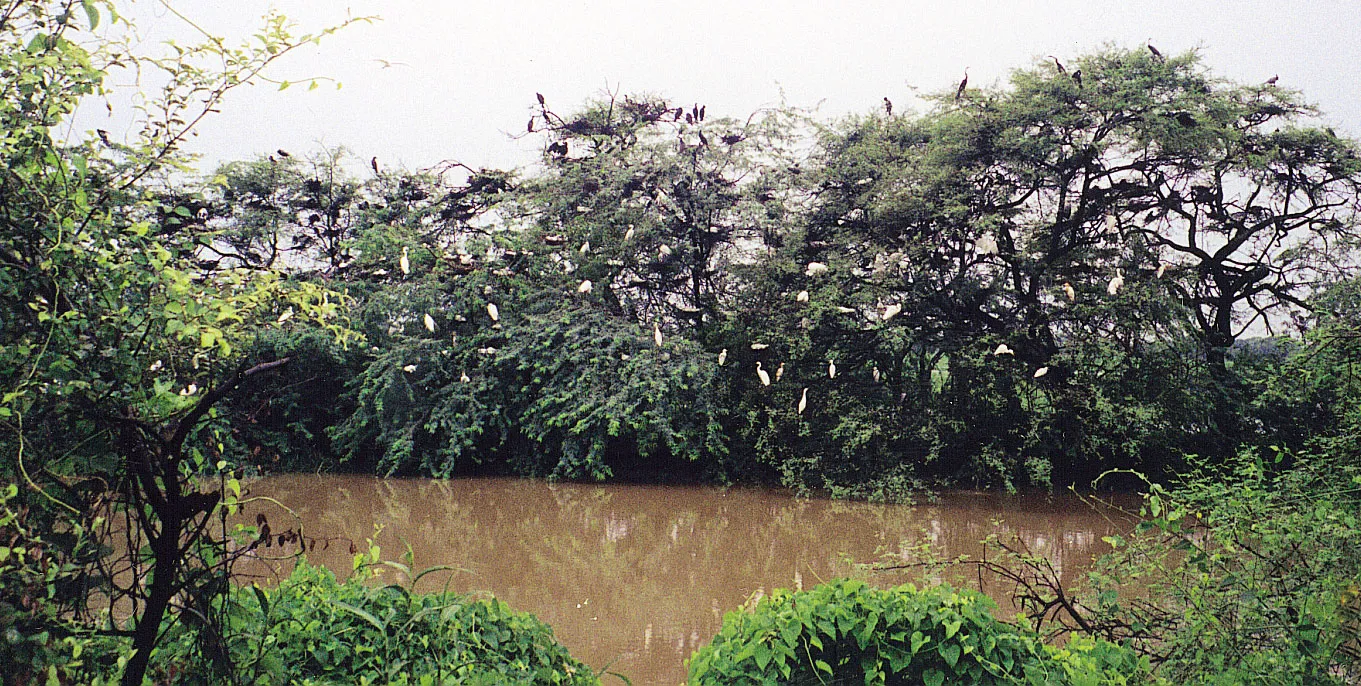 Tropical Evergreen Forests in India: Types, Characteristics, Flora, and Fauna