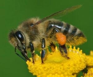 Apis mellifera and Its Role in Agriculture