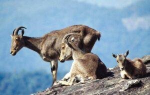 Nilgiri Tahr Conservation (Completely Explained)