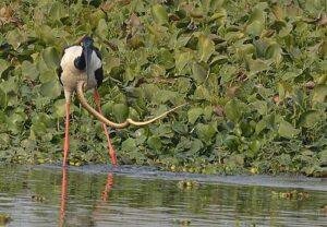 Shekha Jheel Bird Sanctuary