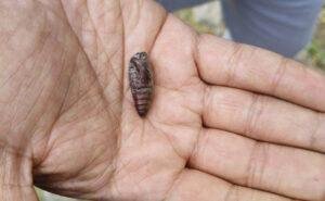 Buff Tip Moth Invasion in Ladakh