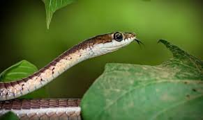 Common Bronzeback
