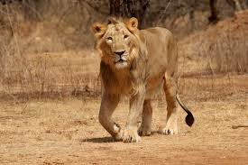 Girnar Wildlife Sanctuary