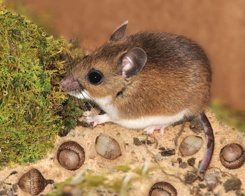 Hantavirus