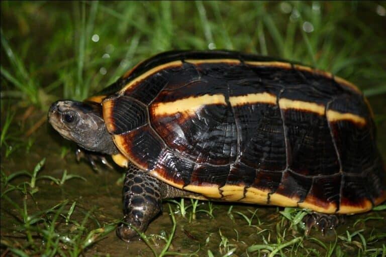 Himalayan Tricarinate Hill Turtle