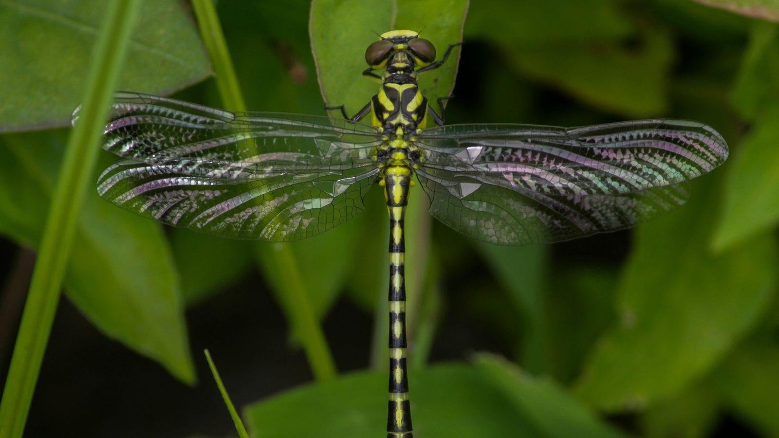 Odonata Diversity in the Western Ghats