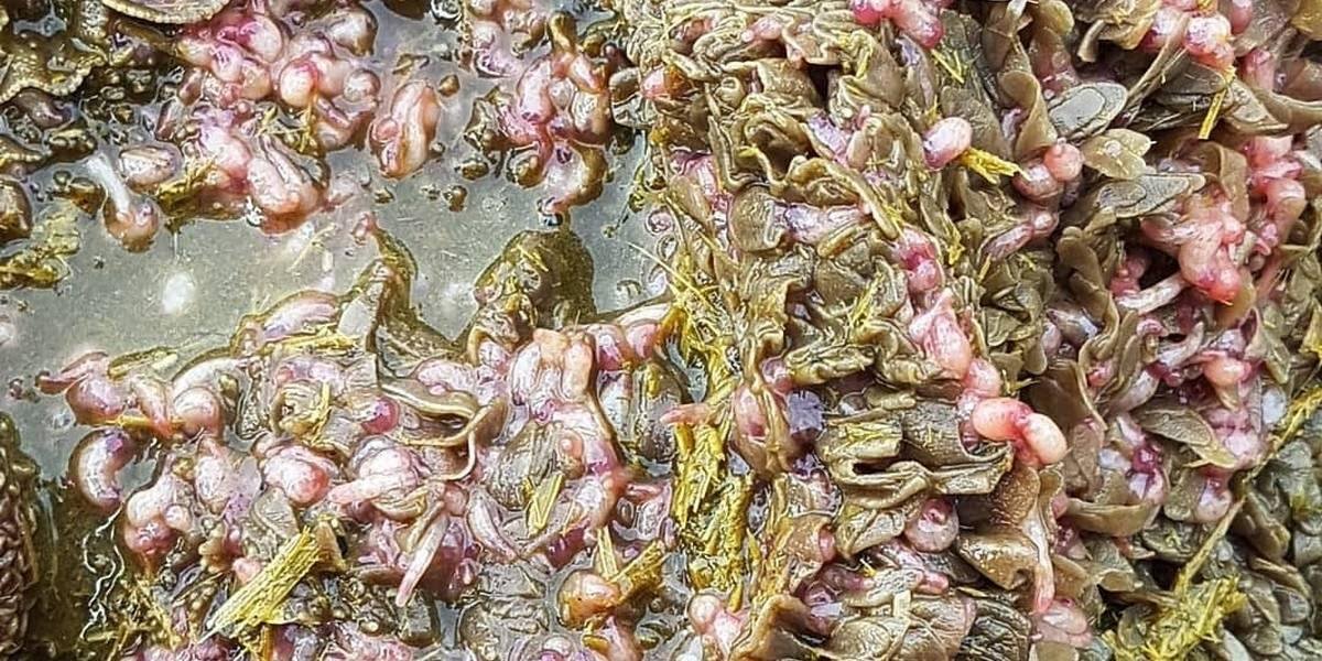 Rumen Fluke Disease and Its Impact on Livestock