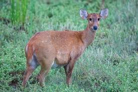 Saraswati Wildlife Sanctuary