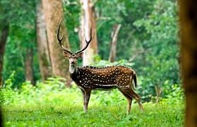 Tholpetty Wildlife Sanctuary