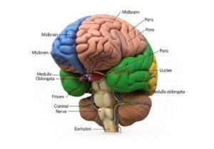 ANCHOR: World's Most Detailed 3D Atlas of the Human Brainstem
