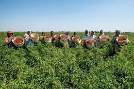 Farmer Producer Organisations