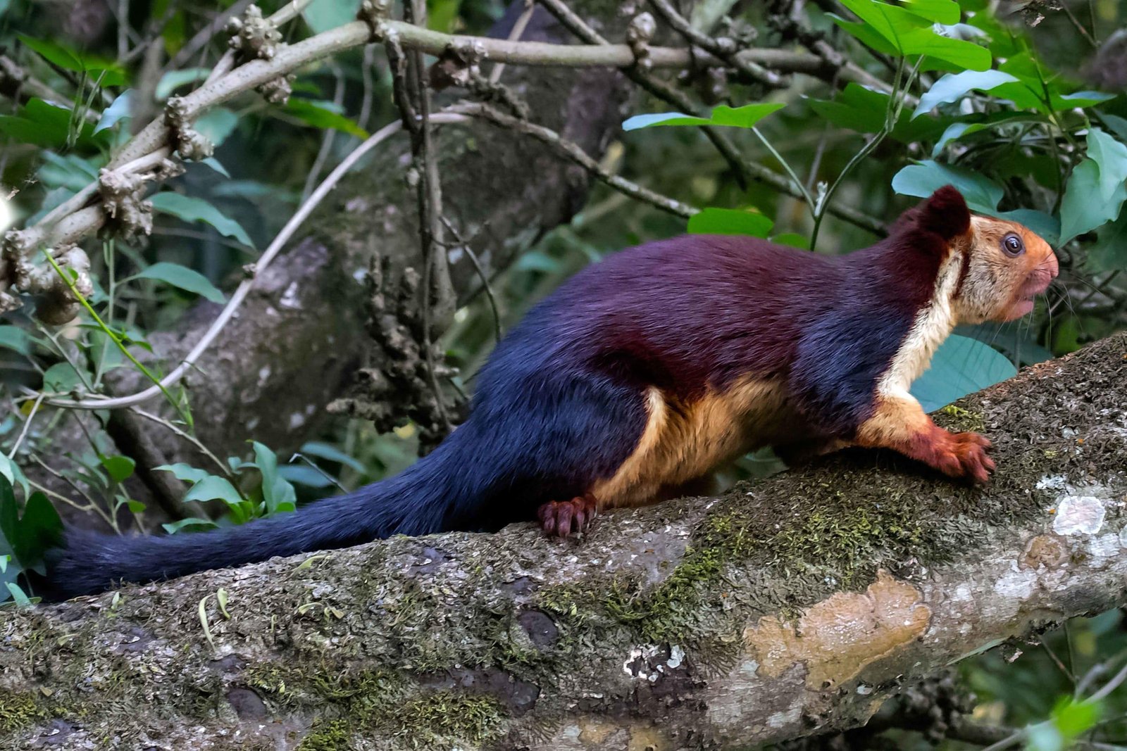 Giant Malabar Squirrel