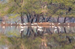 Jai Prakash Narayan Bird Sanctuary