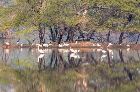Jai Prakash Narayan Bird Sanctuary