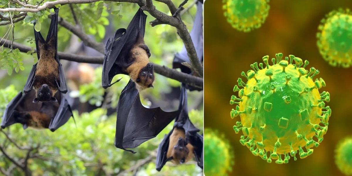 Nipah Virus in Kerala: Recurring Zoonotic Challenge
