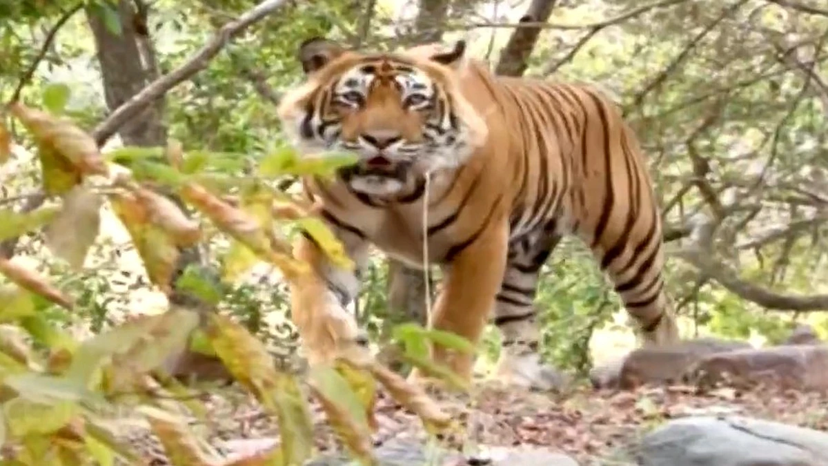 Similipal Tiger Reserve