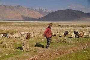 Changpa Community
