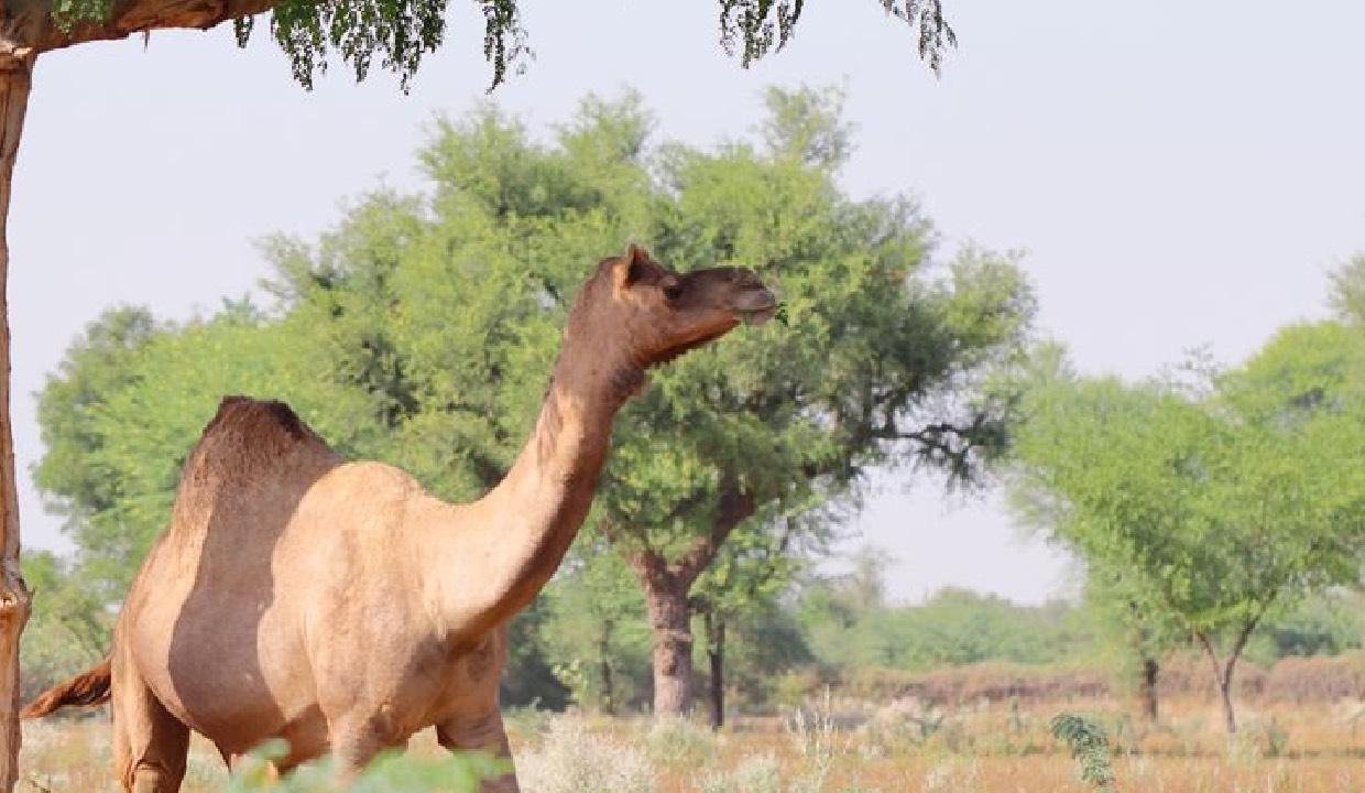 Malvi Camel