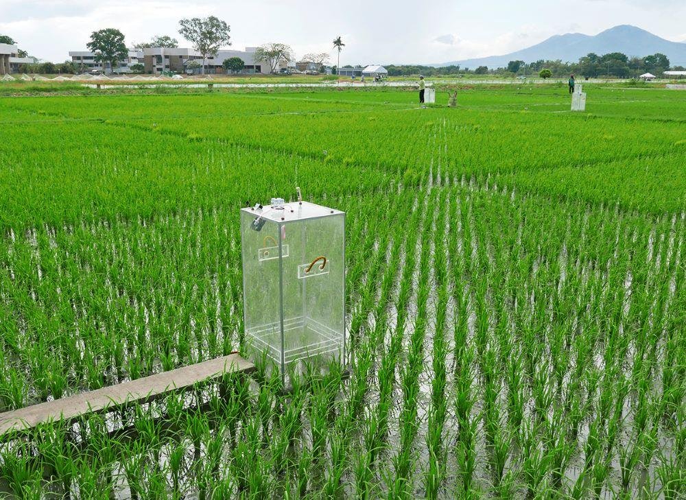 Rice Fields and Methane Emissions